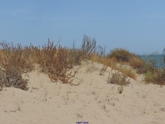 Retama monosperma