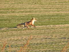 Vulpes vulpes japonica
