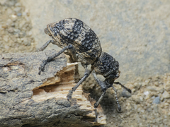 Aegorhinus superciliosus