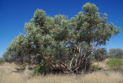 Eucalyptus lucasii