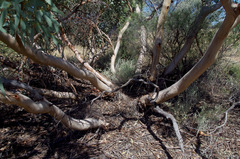 Eucalyptus lucasii