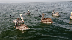 Pelecanus occidentalis