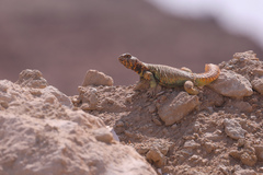 Uromastyx benti