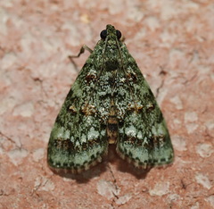 Stericta chlorophoena