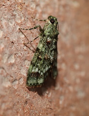 Stericta chlorophoena