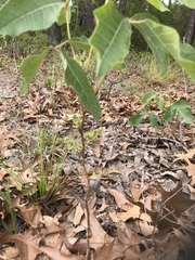 Toxicodendron pubescens
