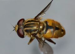 Helophilus cargilli