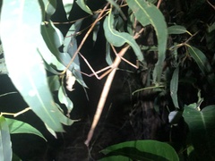 Anchiale austrotessulata