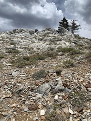 Eriogonum breedlovei breedlovei