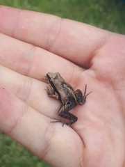 Physalaemus gracilis