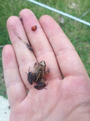 Physalaemus gracilis