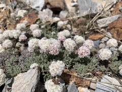 Eriogonum breedlovei breedlovei