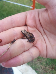 Physalaemus gracilis