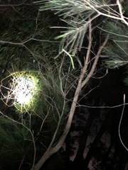 Anchiale austrotessulata