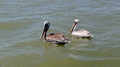 Pelecanus occidentalis