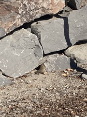 Otospermophilus beecheyi