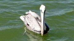 Pelecanus occidentalis