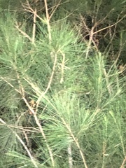 Anchiale austrotessulata