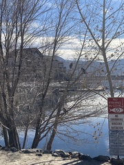 Nycticorax nycticorax