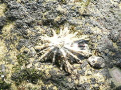 Scutellastra longicosta