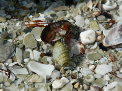 Diogenes brevirostris