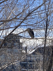 Nycticorax nycticorax