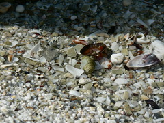 Diogenes brevirostris