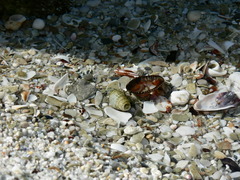 Diogenes brevirostris