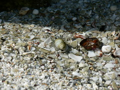 Diogenes brevirostris