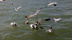 Pelecanus occidentalis