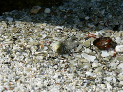 Diogenes brevirostris