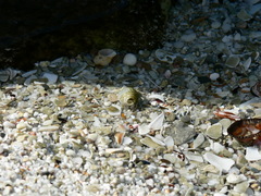 Diogenes brevirostris