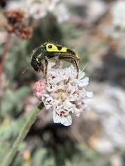 Eriogonum breedlovei breedlovei