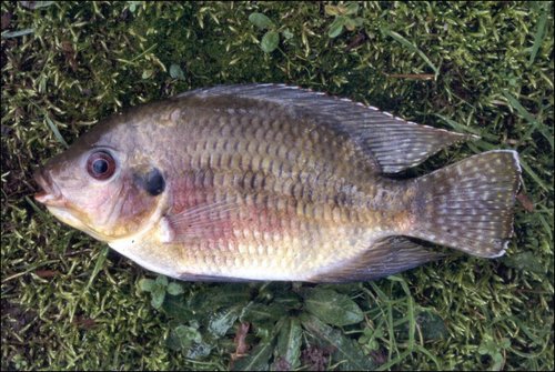 Black mangrove cichlid (Pelmatolapia mariae) — Cichlidae — 4