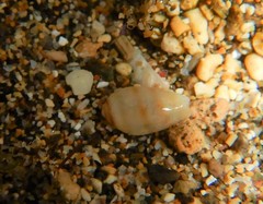 Gibberula secreta