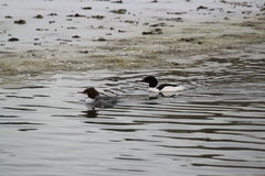 Mergus merganser