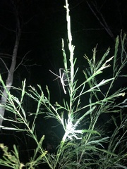 Anchiale austrotessulata