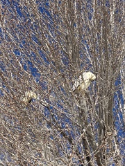 Nycticorax nycticorax