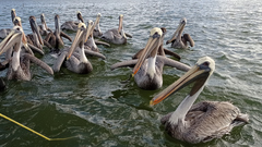 Pelecanus occidentalis