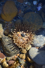 Parabunodactis imperfecta