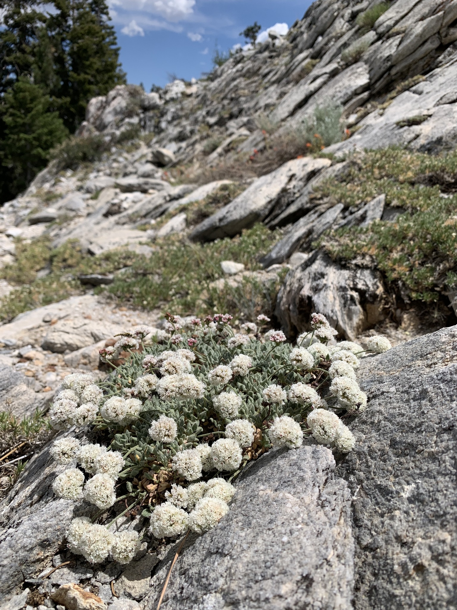 Eriogonum breedlovei