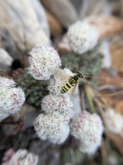 Eriogonum breedlovei breedlovei