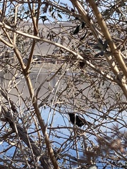 Euphagus cyanocephalus