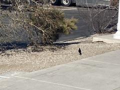 Euphagus cyanocephalus