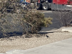 Euphagus cyanocephalus