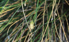 Carex andina