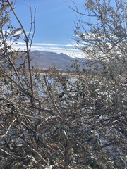 Euphagus cyanocephalus