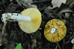 Russula acetolens