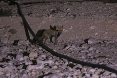 Vulpes vulpes arabica