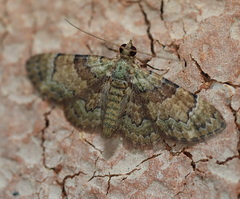 Gymnoscelis derogata